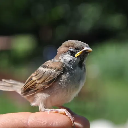 Parque de Campismo Antica Dimora - Glamping Fiordaliso Sarnano