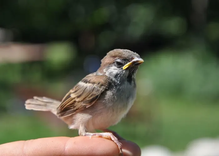 营地 Antica Dimora - Glamping Fiordaliso 萨尔纳诺